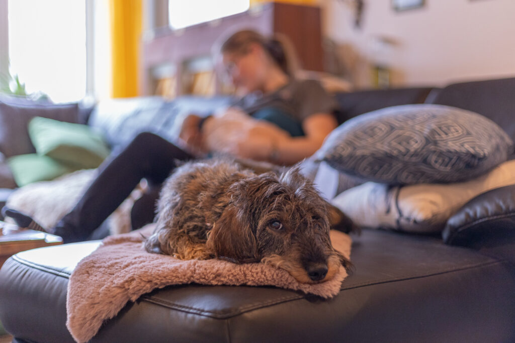Im Vordergrund liegt ein Dackel auf dem Sofa. Im Hintergrund sieht man eine Frau, die auf dem Sofa ihr Baby stillt.